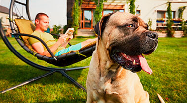  Holiday homes     with dog 