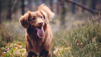  Walking with my  dog 