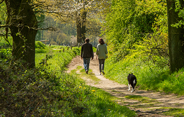 On holiday with your dog